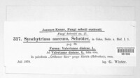 Synchytrium aureum image